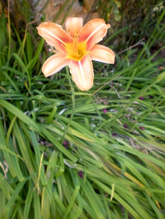 DSCN3495