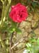 DSCN4113